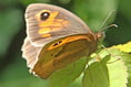 Butterfly bonanza: Meadow browns thriving but marbled whites struggle