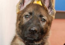 Harper’s set to be a crime-fighting hero