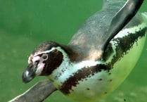 Penguins to star at half-term