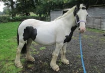 Foster home for Nicki, a pregnant mare, needed