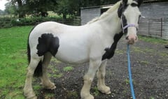 Foster home for Nicki, a pregnant mare, needed