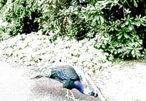 Pesky peacock pierces peace