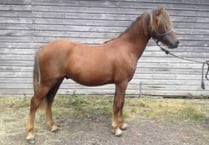 Could you offer home to Robin the pony?