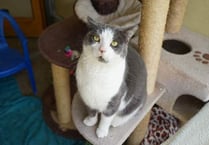 Rehoming alarm over cats