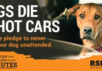 Don’t let dogs die in cars warning – RSPCA