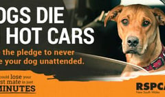 Don’t let dogs die in cars warning – RSPCA