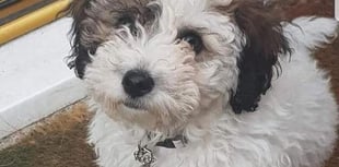 Family's horror as puppy savaged by Rottweiler at Frensham Little Pond