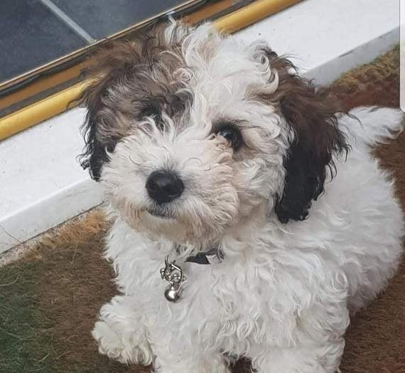 Family's horror as puppy savaged by Rottweiler at Frensham Little Pond