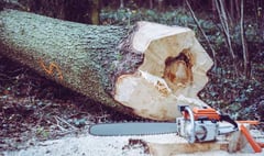 Fined for damaging protected birch tree