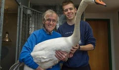 Swan rescued from A3