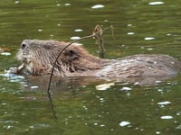 Appeal launched to help fund return of beneficial beavers