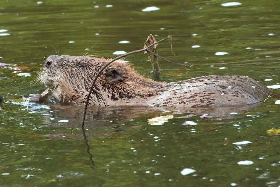 Appeal launched to help fund return of beneficial beavers