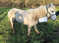 Appeal for information after pony forced to be put down