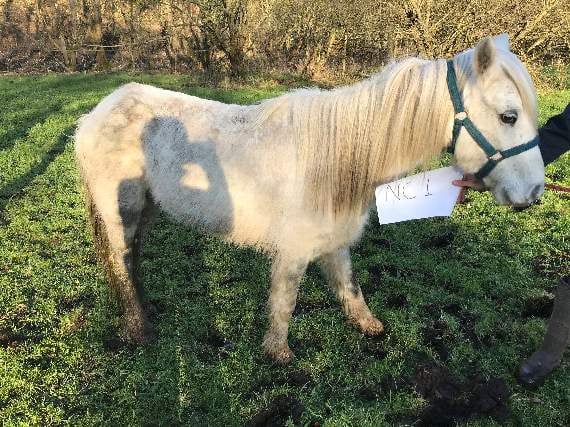 Appeal for information after pony forced to be put down