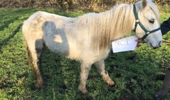 Appeal for information after pony forced to be put down