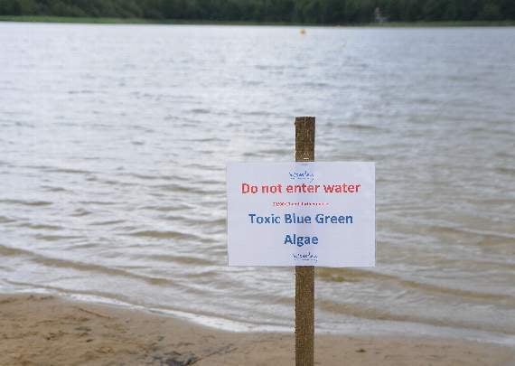 Blue-green algae returns to Frensham Great Pond