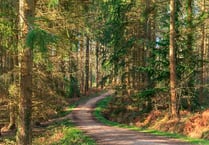 Alice Holt Forest reopens car park and cafe to visitors