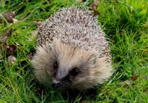 Has there been a hedgehog in your garden?