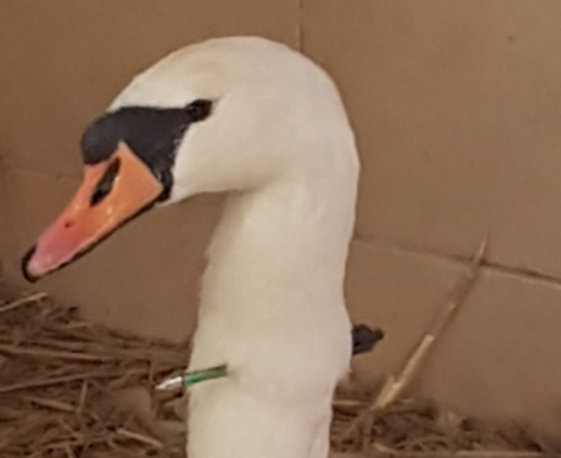 Swan at Waverley Abbey is shot by a crossbow