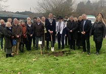 Holocaust memorial oak to be replaced after just a year in Haslemere