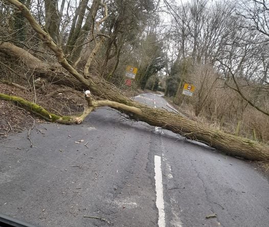 A tree down by the Shalden sign on Old Odiham Road
