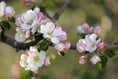 Blossoming Haslemere farm inspires new National Trust campaign