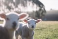 Farm to bring some woolly good fun to Museum of Farnham this Easter!