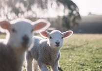 Farm to bring some woolly good fun to Museum of Farnham this Easter!