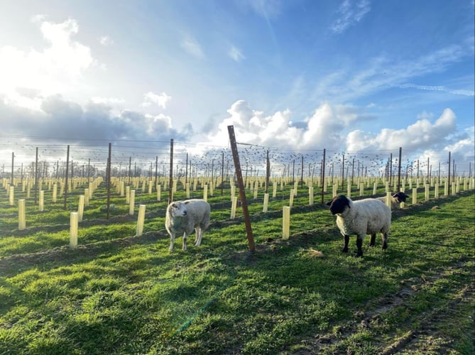Hartley Wines Estate is set on a hill in 80 acres on the edge of the picturesque Hartley Mauditt village