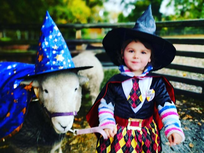 The Pony Pals Family may have to sell their animals