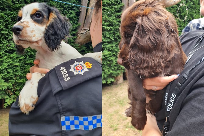 The cocker spaniel puppies from Farnham were recovered by Surrey Police on Tuesday morning