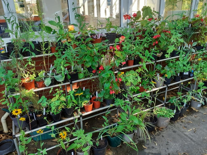 All of the money raised at Phyllis Tuckwell Hospice’s plant sales goes directly towards helping fund the supportive and end of life care the charity provides for local patients and families