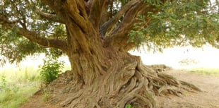 Waverley Abbey yew crowned Woodland Trust Tree of the Year 2022