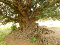 Waverley Abbey yew crowned Woodland Trust Tree of the Year 2022