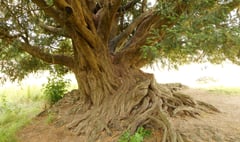 Waverley Abbey yew crowned Woodland Trust Tree of the Year 2022