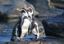 Marwell penguins on the mend after December bout of avian influenza