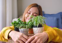 Hug a plant and banish the January blues, say Squire's Garden Centres