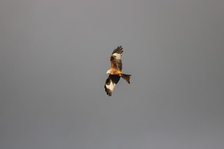 There are several nesting red kites in the Wey valley between Alton and Farnham