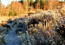 Heath Watch: What to look out for on our local heathland this January