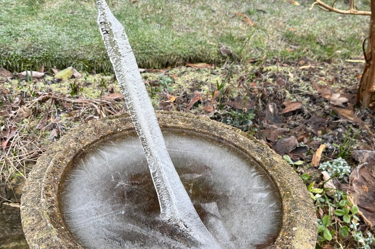 The ice spike captured in Tricia Sturgeon's garden