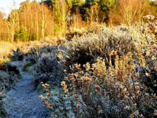 What to look out for on heaths around Whitehill & Bordon this January