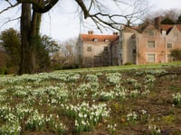 Chawton House holding two Snowdrop Sundays this month 