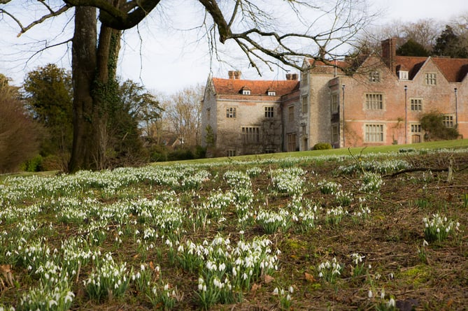 Snowdrops on the lower South Lawn at Chawton House.