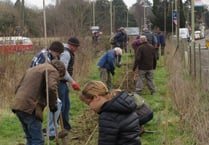 Hedge planted by volunteers at Will Hall Meadow in Alton