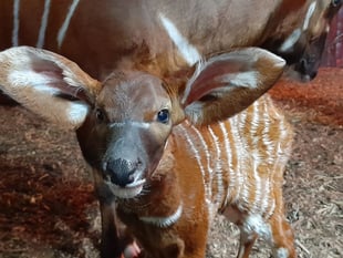 Are these the cutest floppy ears you've ever seen?