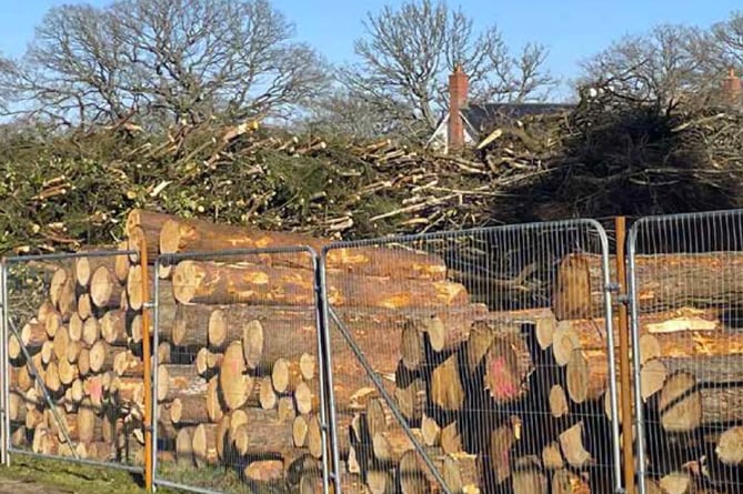 Trees felled at BOSC in Bordon, February 2023.