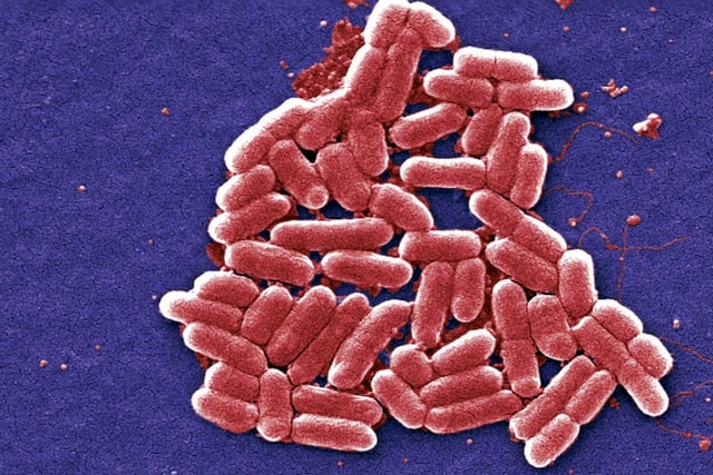 Global warming increases risk of salmonella outbreaks