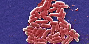 Global warming increases risk of salmonella outbreaks