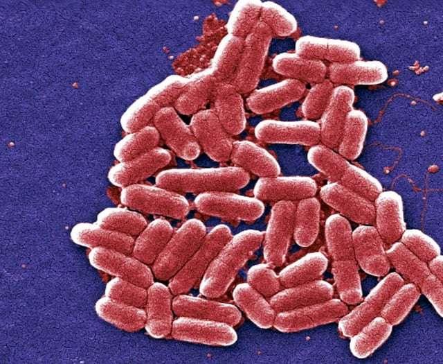 Global warming increases risk of salmonella outbreaks