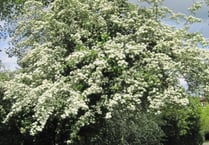 Opinion: A spring of glorious blossom beckons - but at a cost...